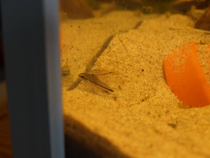 Taaimaisesta näkee että on selkeästi vaaleampi