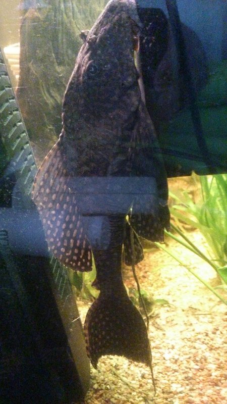 Tässä nyt yksi kuva kalasta, vähän huonosti tuosta näkee..