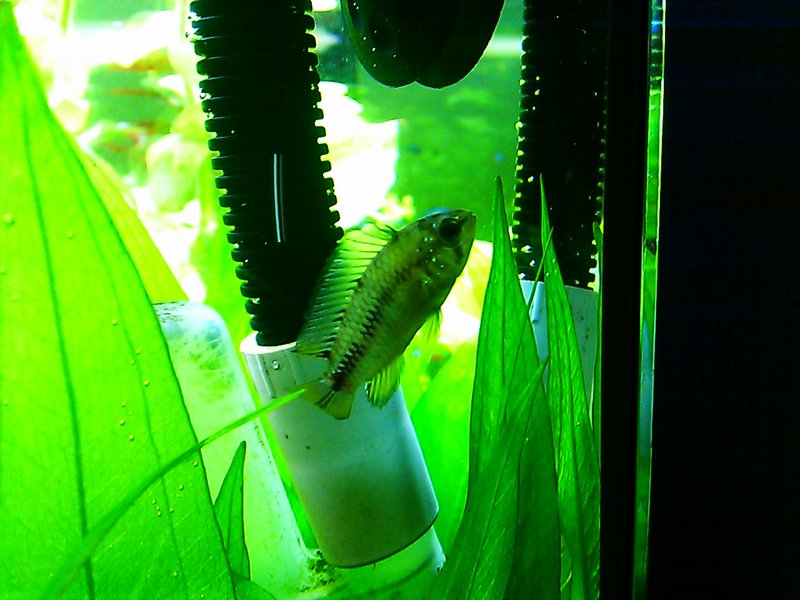 Värit vähän hassut känny kuvassa.