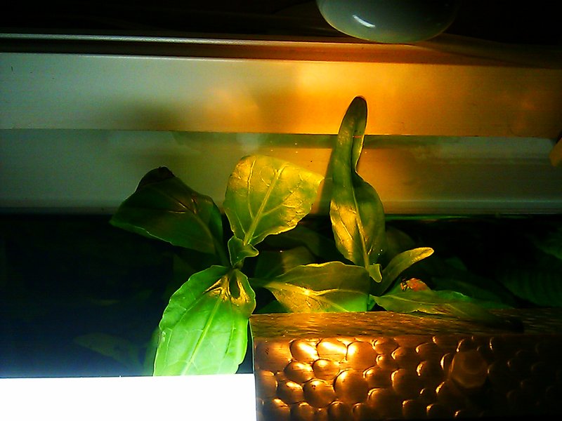 Vesiasteri kurkkii altaasta.