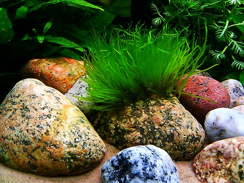 Liekkisammal viritelmä.