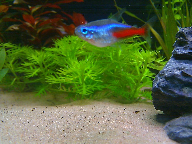 Pitää olla pikkasen pläski...