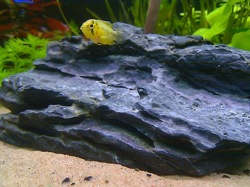 Ahvenet on saanut ihanan kirkkaat värit