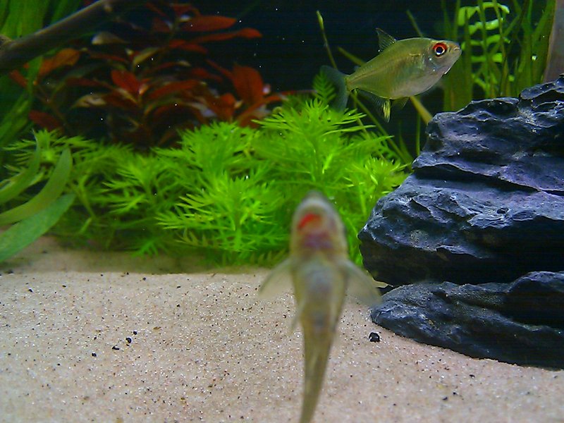 Otto yrittää syödä surviaista