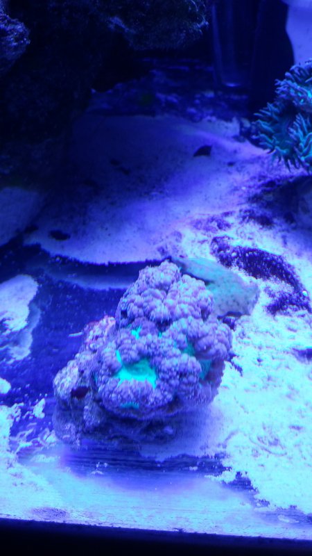 Blastomussa wellsi