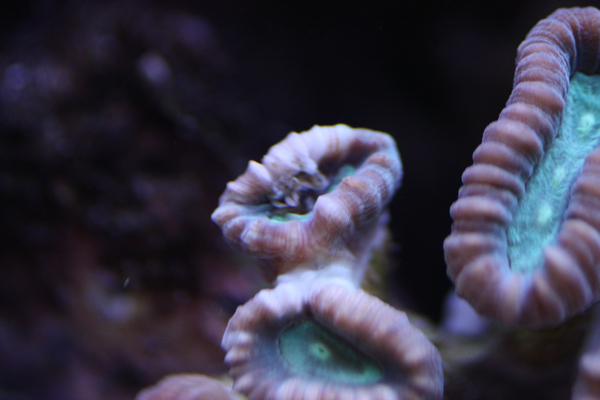 Repsottava caulastrea