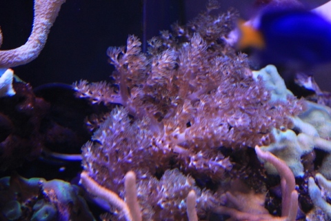 Capnella sp?