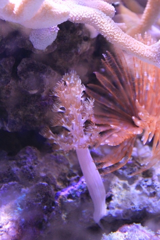 Capnella sp?