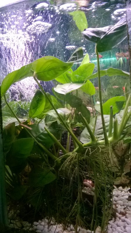 Akvaarion kasvia juurineen... Leviää hyvin pienokaisten suojaksi
