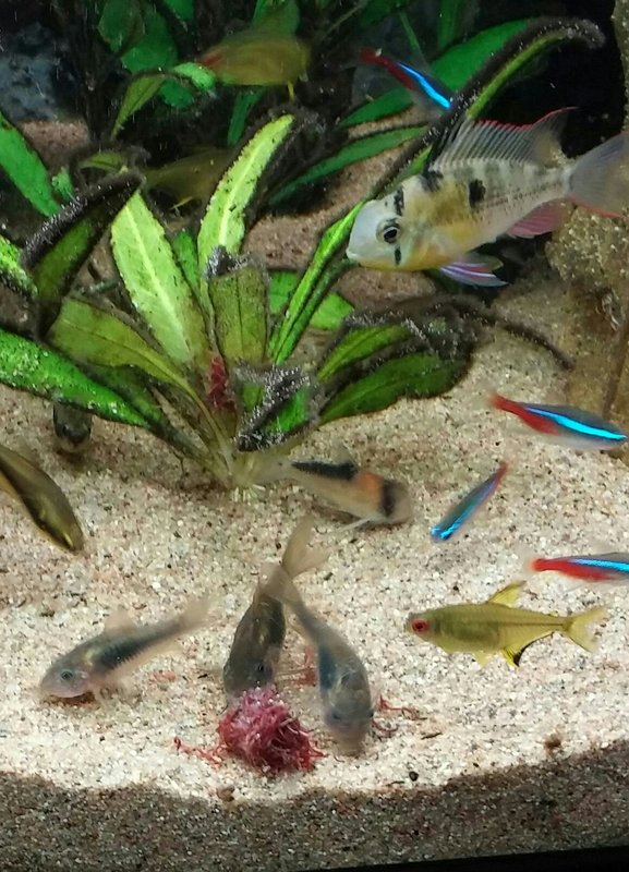 Namia. Siivouksen jälkeen aina tarjolla pakastetoukkia