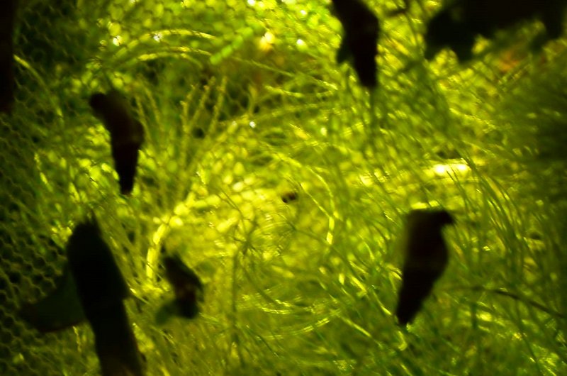 DSC_0831.JPG (310.38 KiB) Katsottu 14335 kertaa Epätarkka kuva, mutta keskellä oleva piste on kutupallo. :D