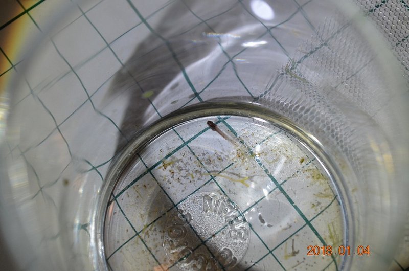 DSC_0841.JPG (209.2 KiB) Katsottu 14332 kertaa Poikanen on aika pieni noin isolle kalalle. Ruutu on 1 cm kantiltaan. Tässä voi nähdä ulkoiset kidukset, juuri ja juuri, jotka sitten katoavat ajan myötä.