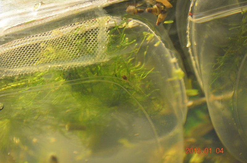 DSC_0844.JPG (321.78 KiB) Katsottu 14332 kertaa Siellä yksi päivystämässä.