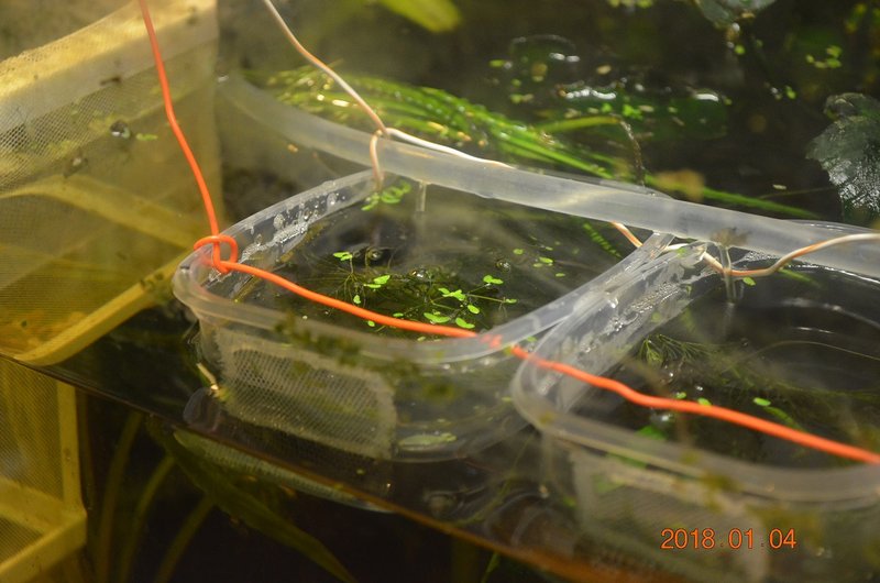 DSC_0854.JPG (314.47 KiB) Katsottu 14332 kertaa Rasiat on liitetty toisiinsa sähköjohdolla (ehjä muovi) ja ripustettu akvaarion päällä oleviin telineisiin kiinni. Takana menee putki, mistä tulee pikku pumpun avulla tuoretta vettä isosta altaasta. Etuosaan tein kolvilla reiät ja liimasin kuumaliimalla verkkoa aukon päälle, niin että vesi varmaan pääsee vaihtumaan.