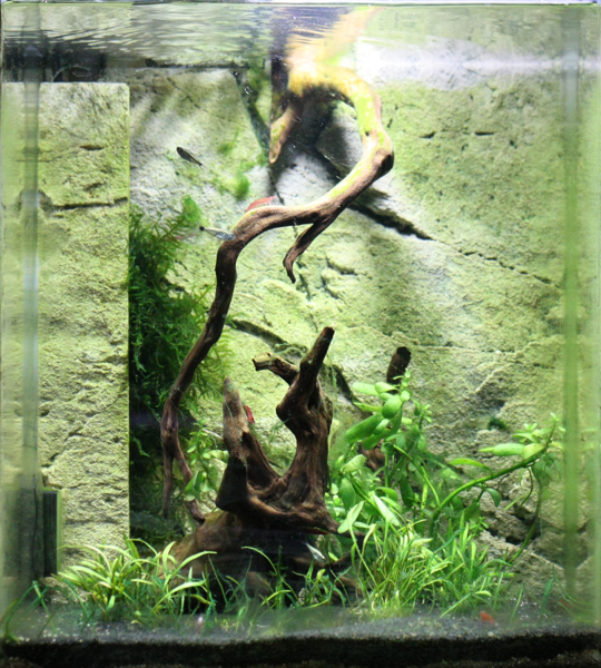 Dennerle Nanocube 30l