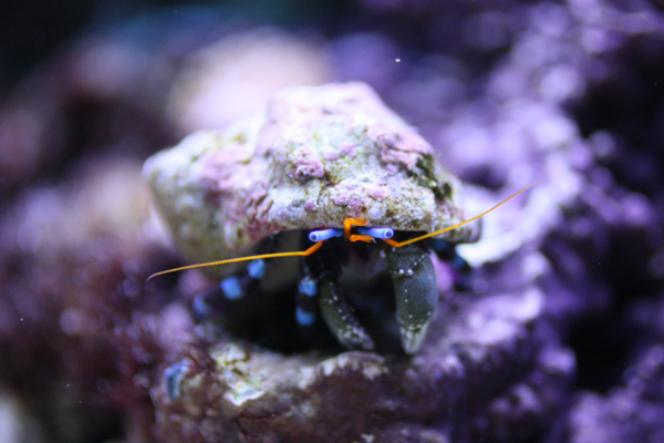 Calcinus elegans