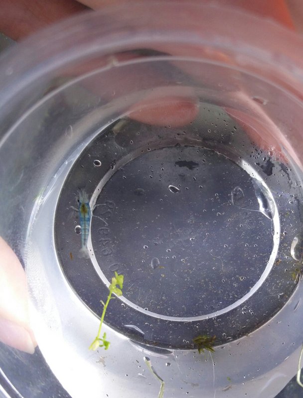 photostudio_1539803308335.jpg (828.98 KiB) Katsottu 12172 kertaa Yksisilmäinen