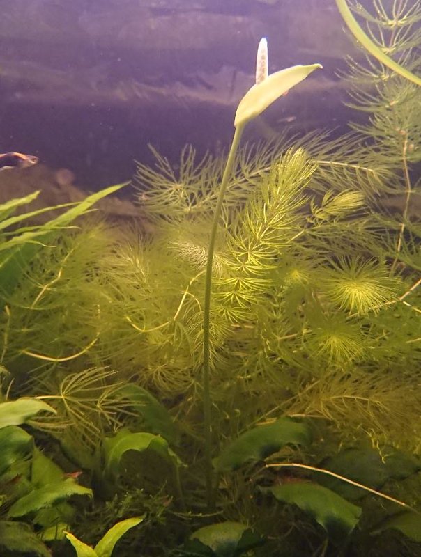 Anubias_sp.JPG