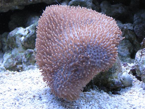 20100109_Sarcophyton sp..JPG