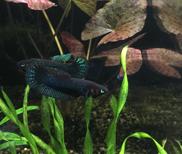 betta_hendra_males.jpg