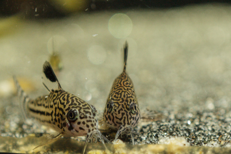 Corydoras_trilineatus-kuono2.jpg