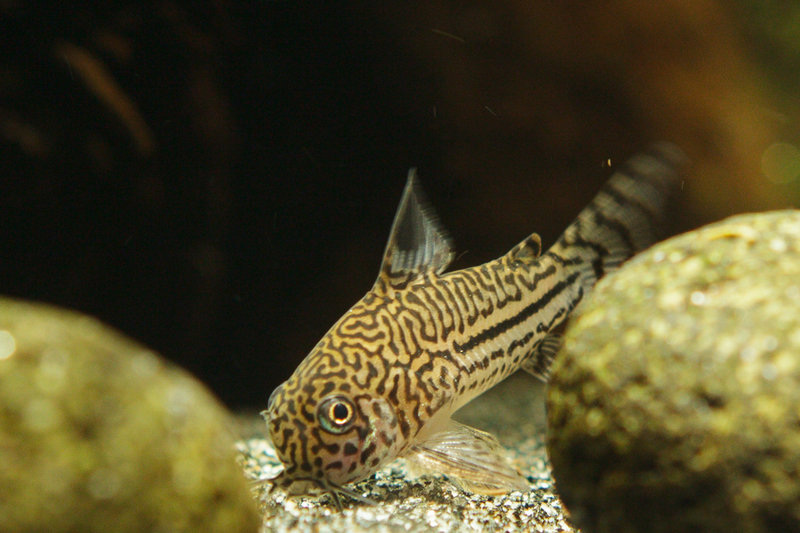 Corydoras_trilineatus-kuono1.jpg