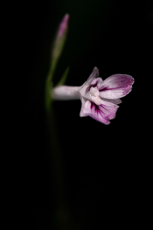 Maranta leuconeura.jpg