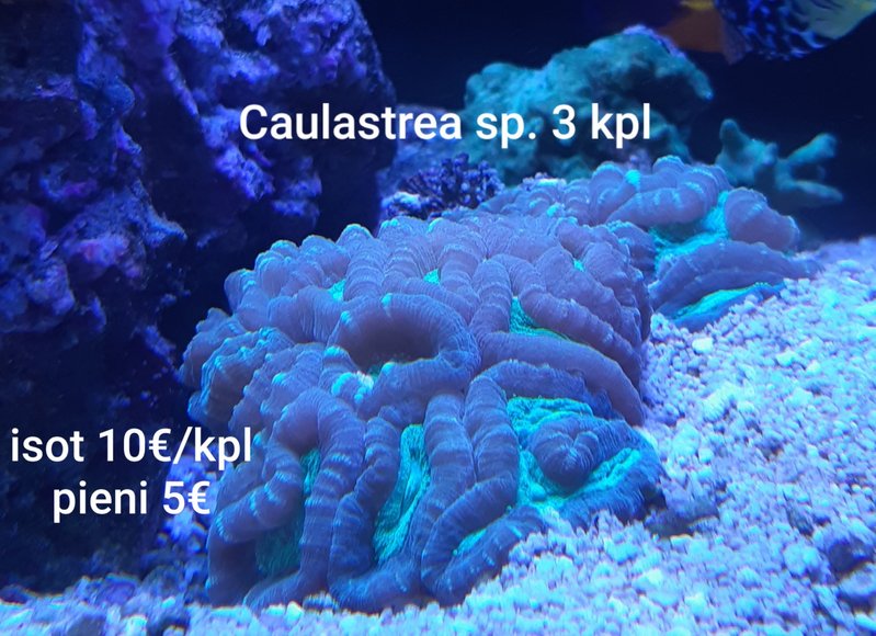 caulastrea.jpg