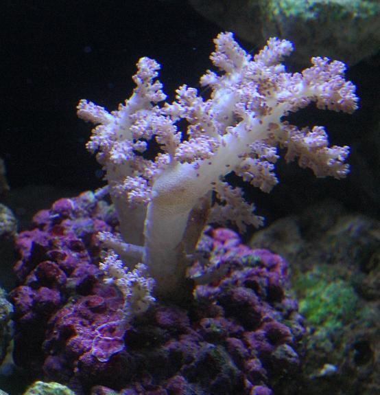 20100123_lithophyton.JPG