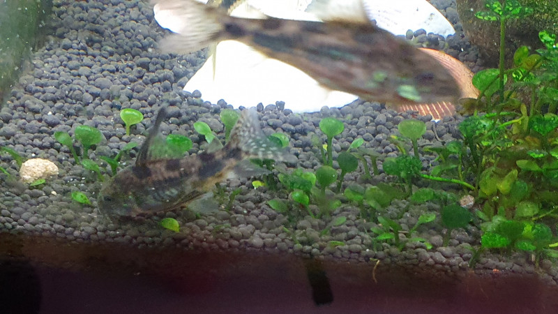 corydoras selkäevä2.jpg