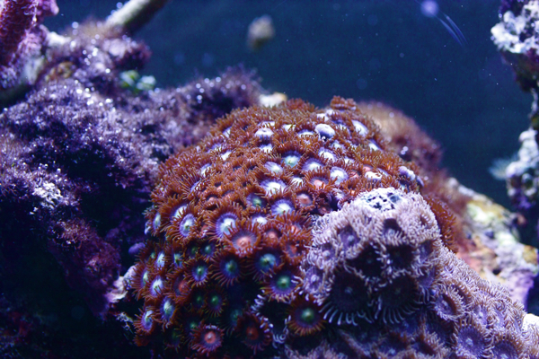 Zoanthus sp.