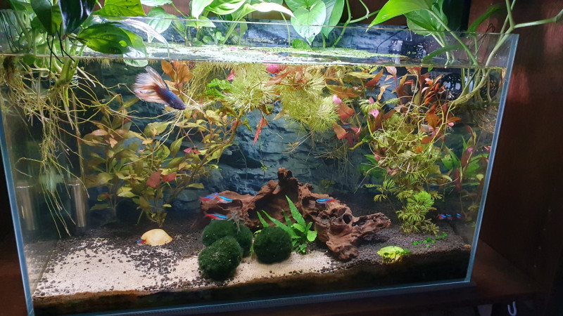 Clean tank1.jpg