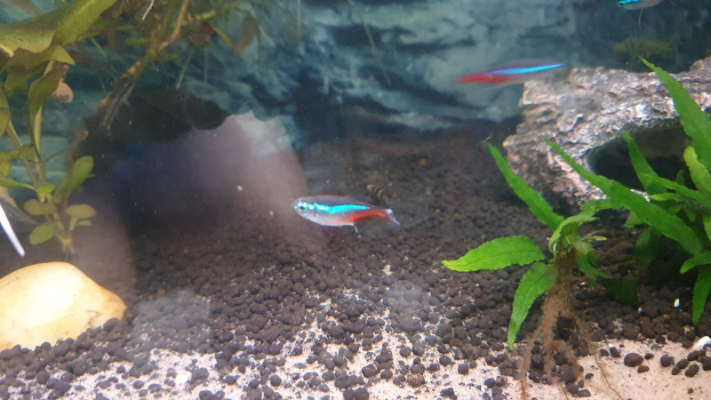 neontetra.jpg