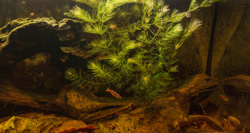Ceratophyllum-oik.jpg