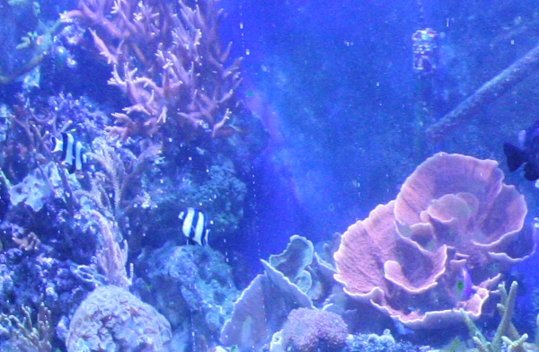 Kaksi tuntia FFM lisäämisen jälkeen.