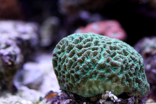 Favites sp. (green)