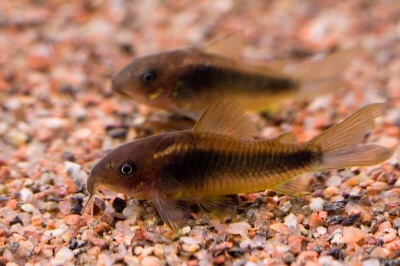 kuparimonninen