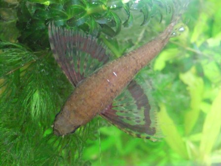 2010_0314perhoskala0016.JPG
