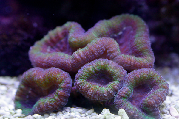 Trachyphyllia geoffroy