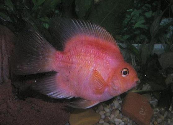 Papukaijakirjoahven Smile2.jpg