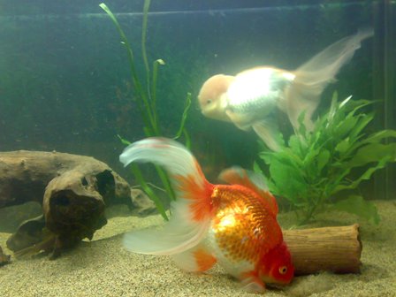 05032010175.jpg
