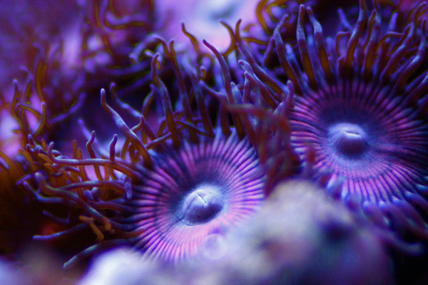 zoanthus