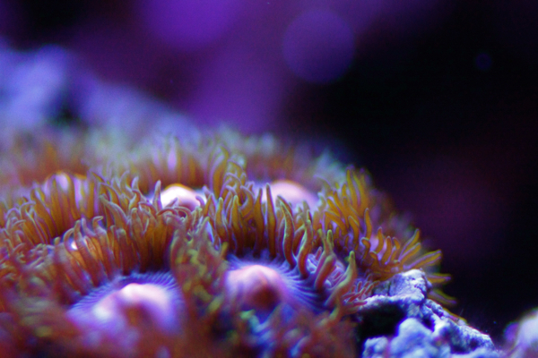 zoanthus