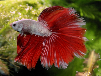 Sulo