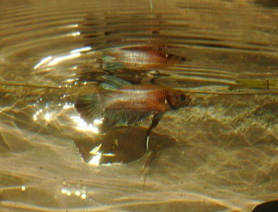 toukokuu 034.jpg