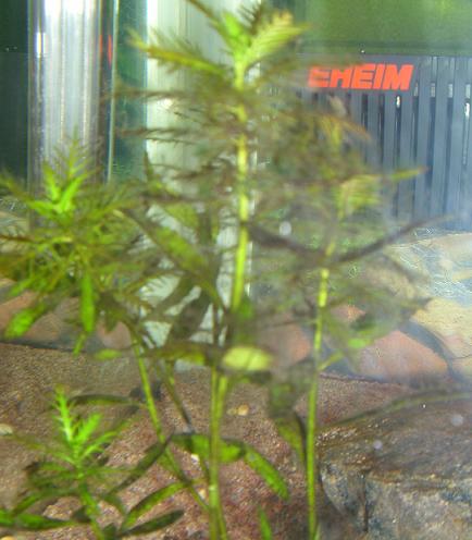 Tässä kasvissa seittiä... Mitä se on ja mikä tuo kasvi edes on??