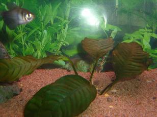 Tämä näyttää ihan kuolleelta... Ja ruskea ei ole piilevää vaikka sitä akvassa on...