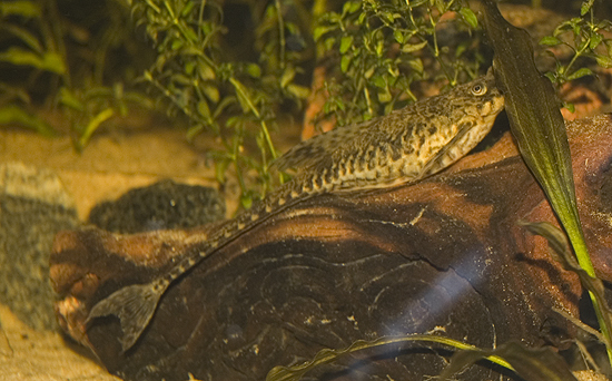 Kerta kiellon päälle. :P Tää olis paras kuva ko. kalasta jos vain kuono näkyisi ja lasi olisi puhdas!