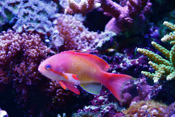 Pseudanthias squamipinnis (miäs)