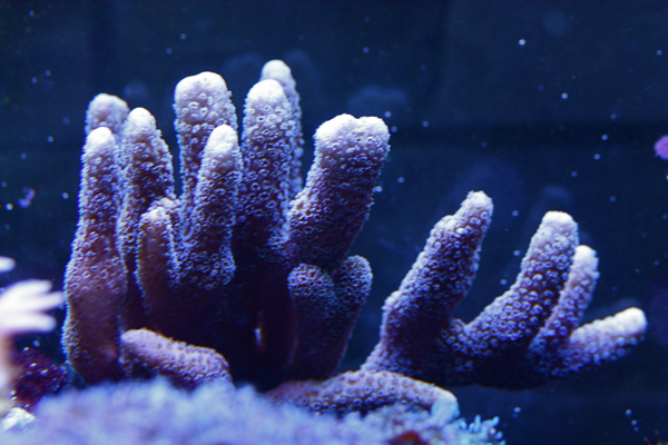 Montipora digitata (blue polyp)